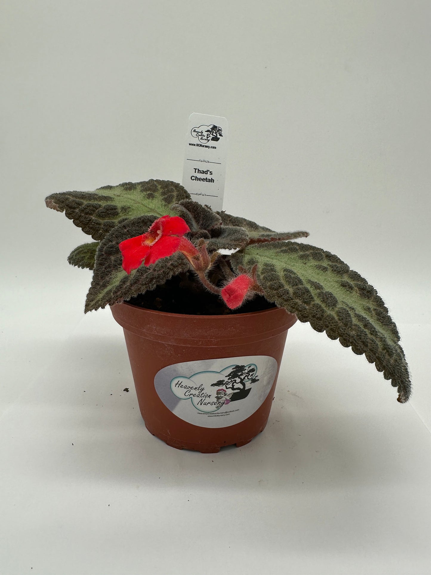 Thad's Cheetah - Live Episcia 4"