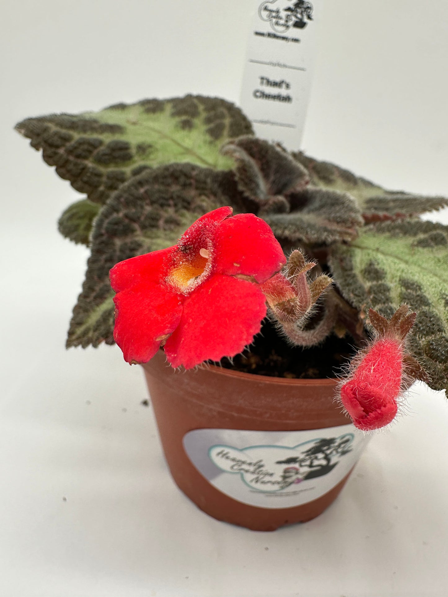 Thad's Cheetah - Live Episcia 4"