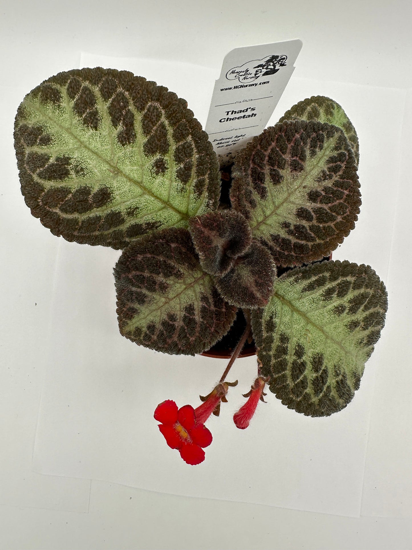 Thad's Cheetah - Live Episcia 4"