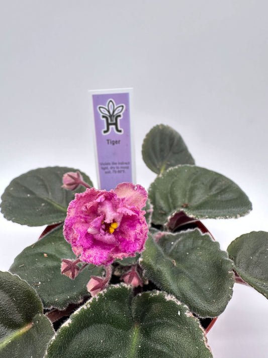 Tiger - Live African Violet 4"