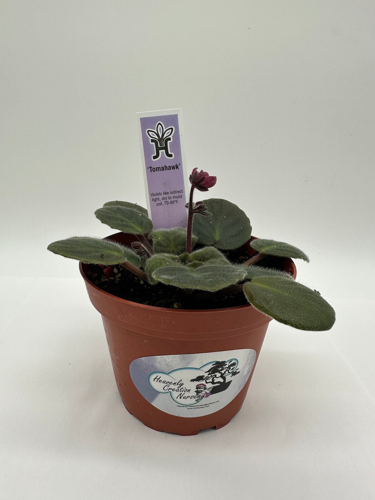 Tomahawk - Live African Violet 4"