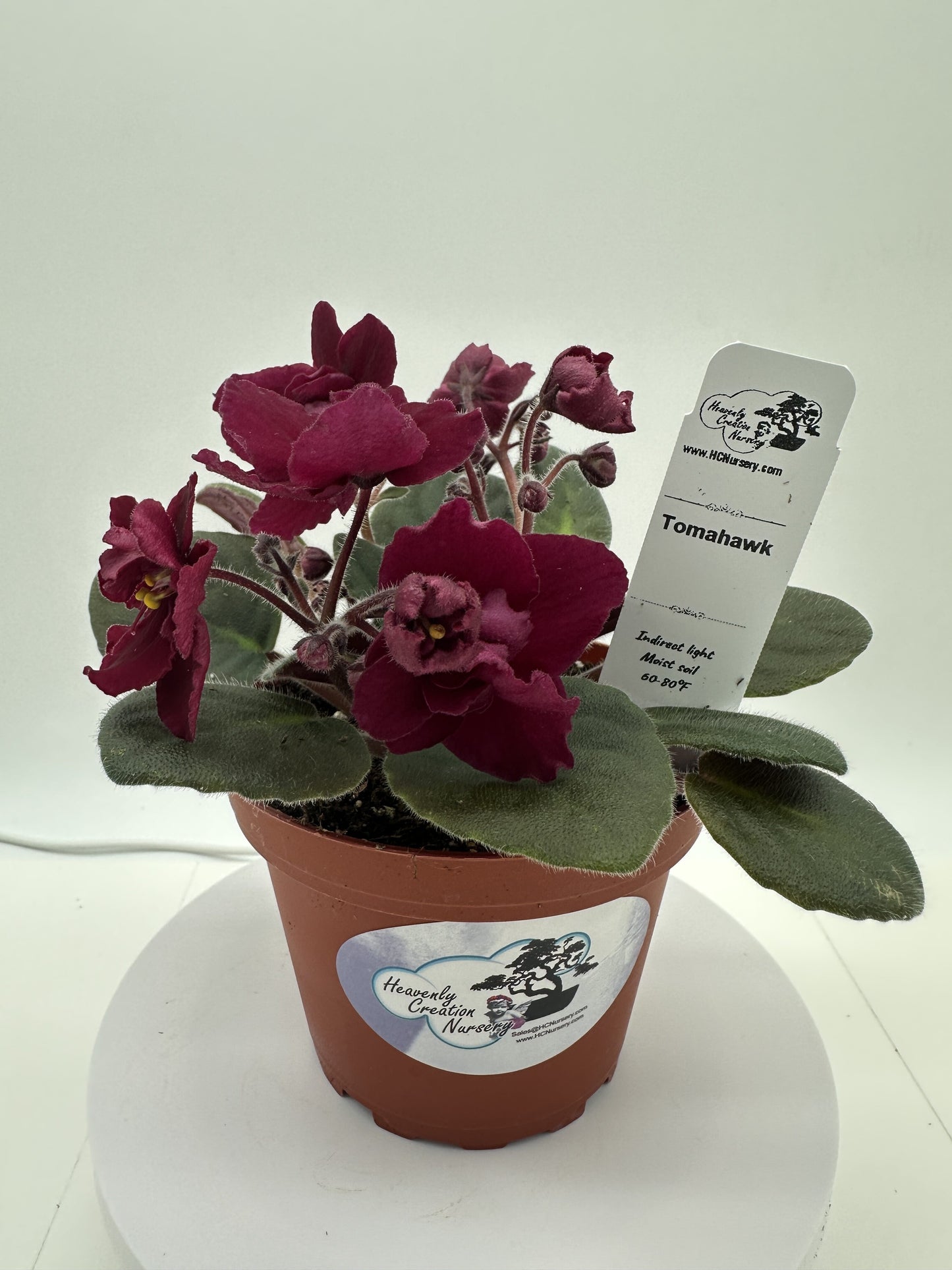 Tomahawk - Live African Violet 4"