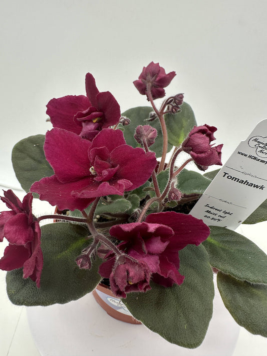 Tomahawk - Live African Violet 4"