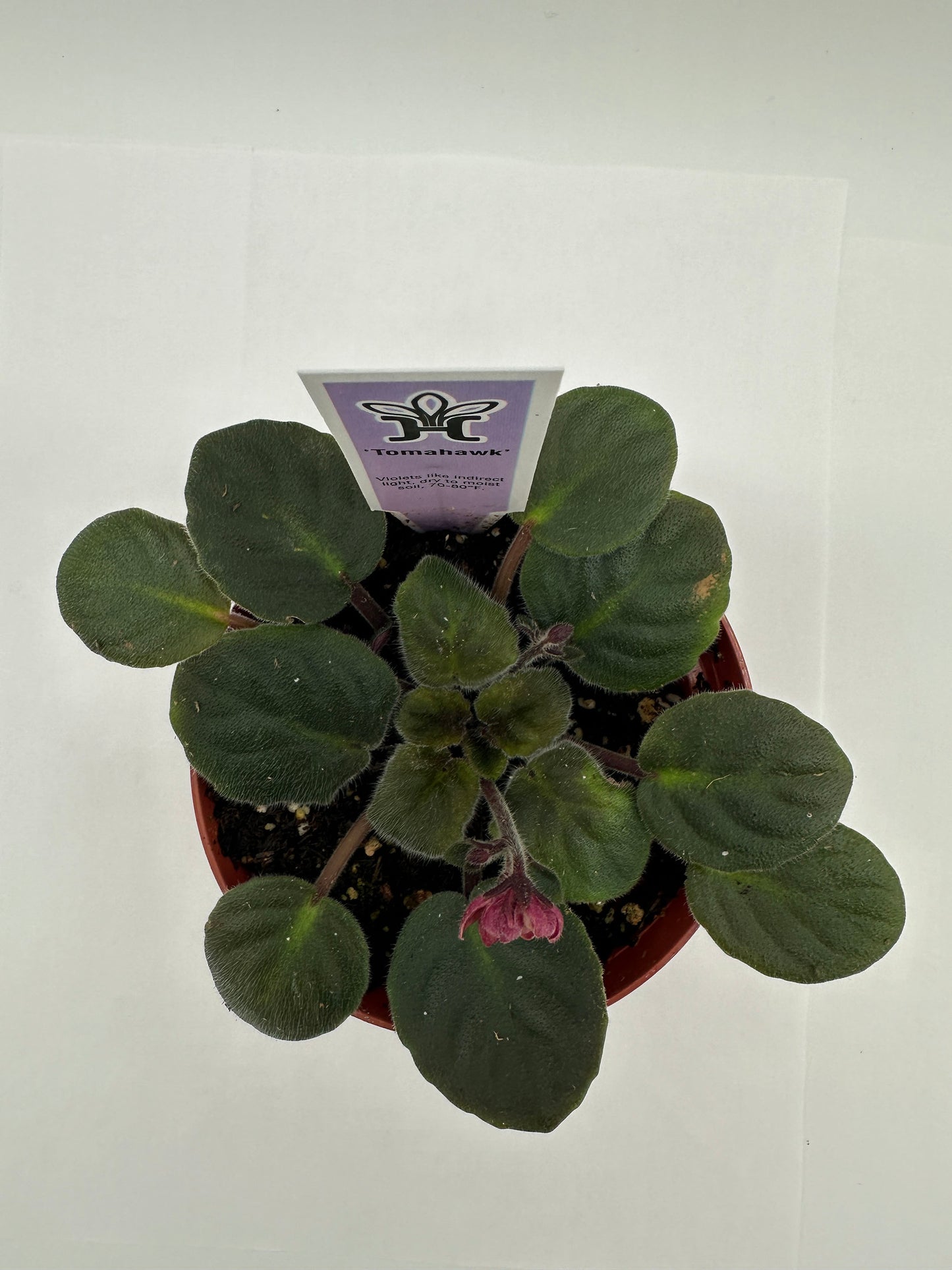 Tomahawk - Live African Violet 4"