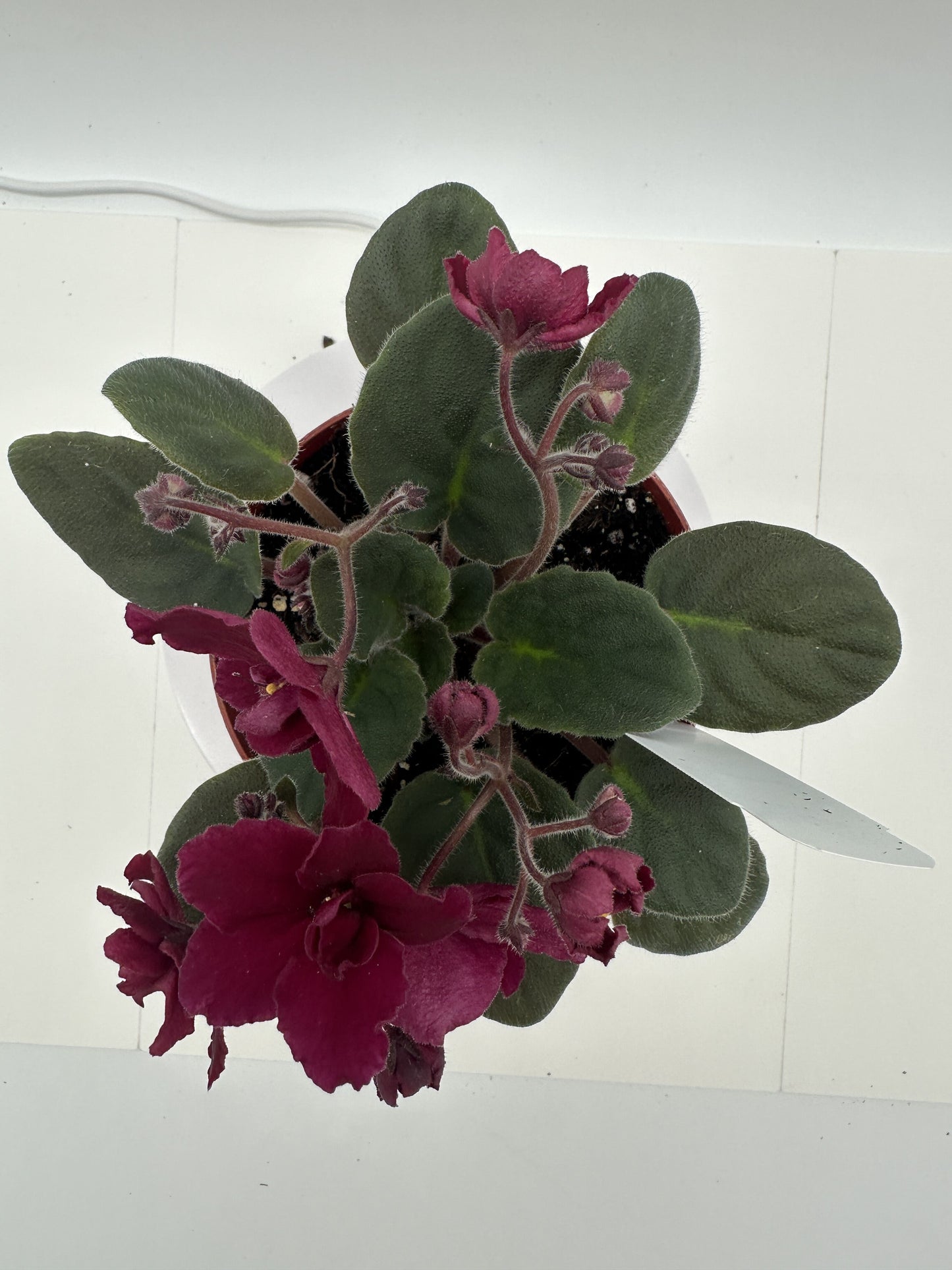 Tomahawk - Live African Violet 4"