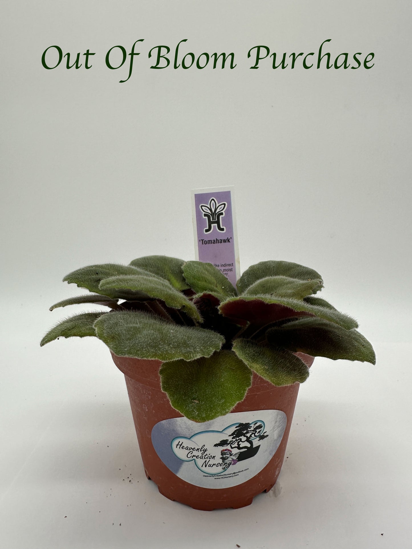 Tomahawk - Live African Violet 4"