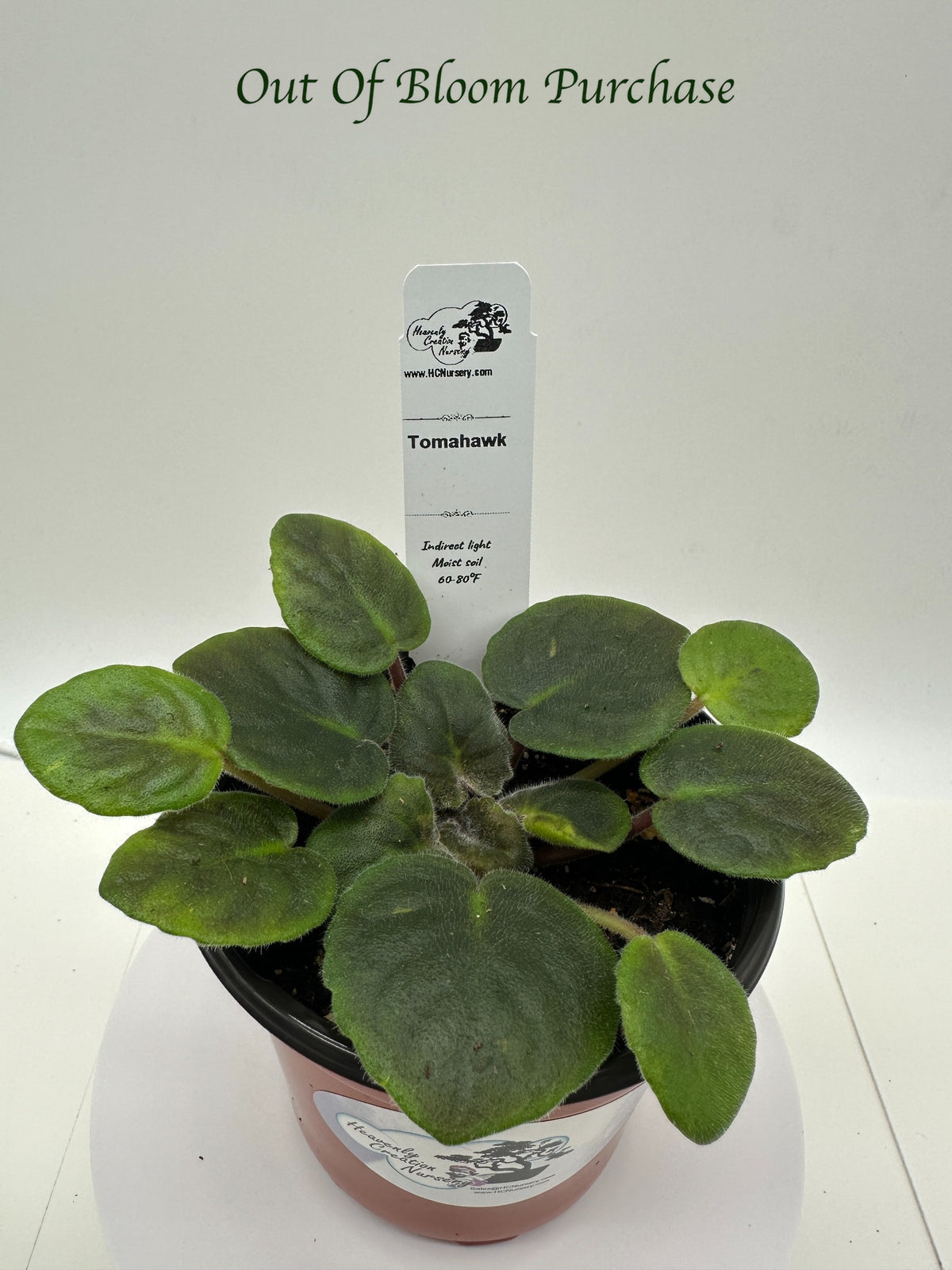 Tomahawk - Live African Violet 4"