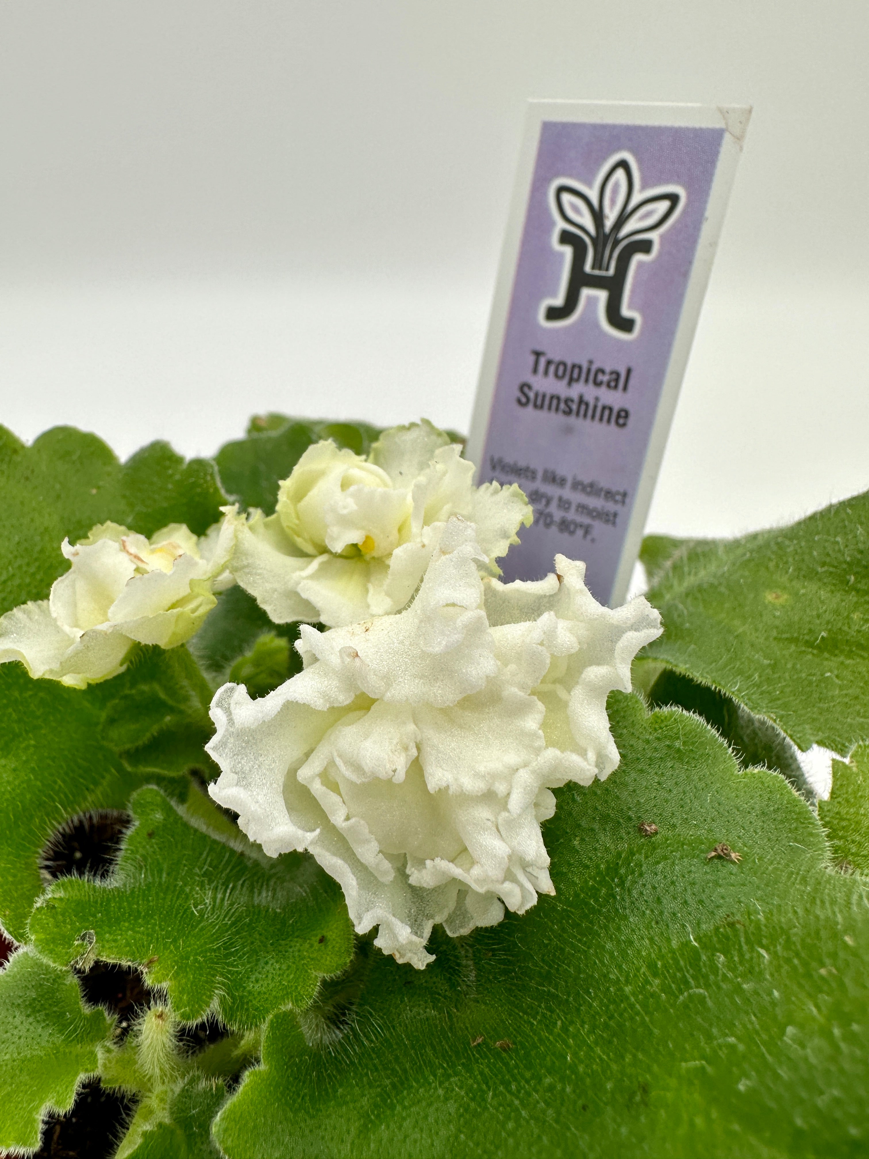 Sunshine Tropical Raspberry Tropical Sunshine - Live African Violet 4