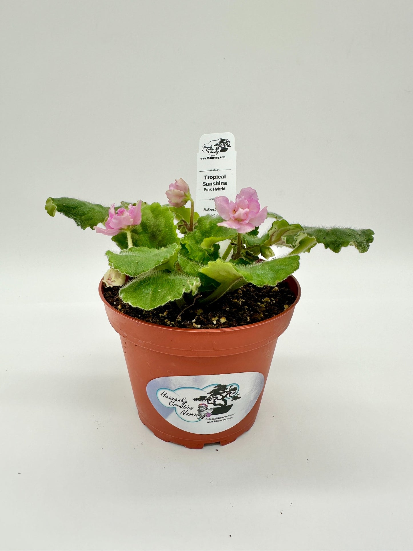 Tropical Sunshine - Pink Hybrid - Live African Violet 4"
