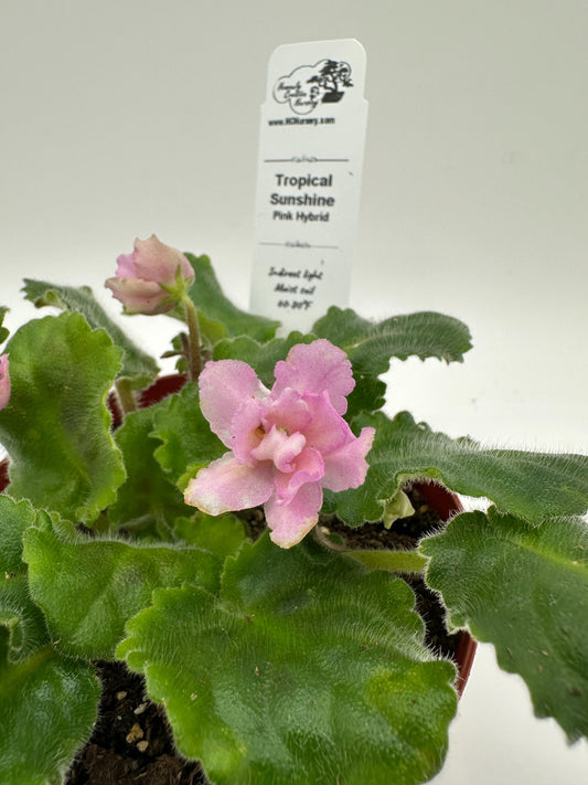 Tropical Sunshine - Pink Hybrid - Live African Violet 4"
