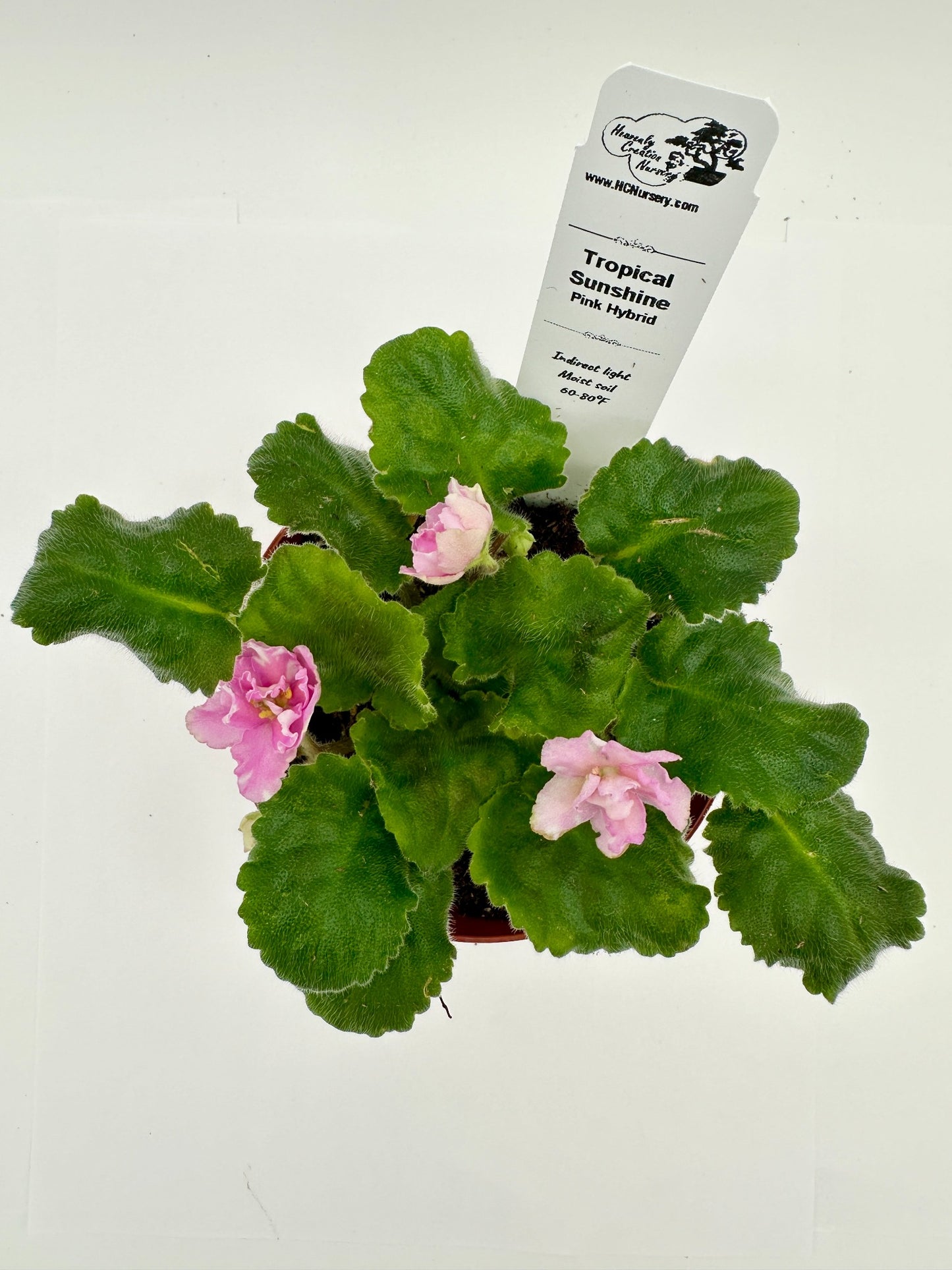 Tropical Sunshine - Pink Hybrid - Live African Violet 4"