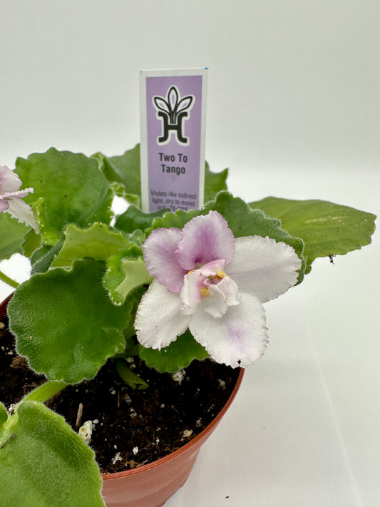Two To Tango - Live African Violet 4"