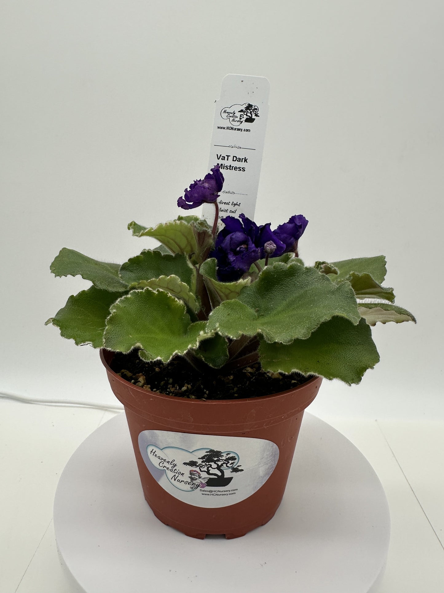 VaT Dark Mistress - Live African Violet 4"