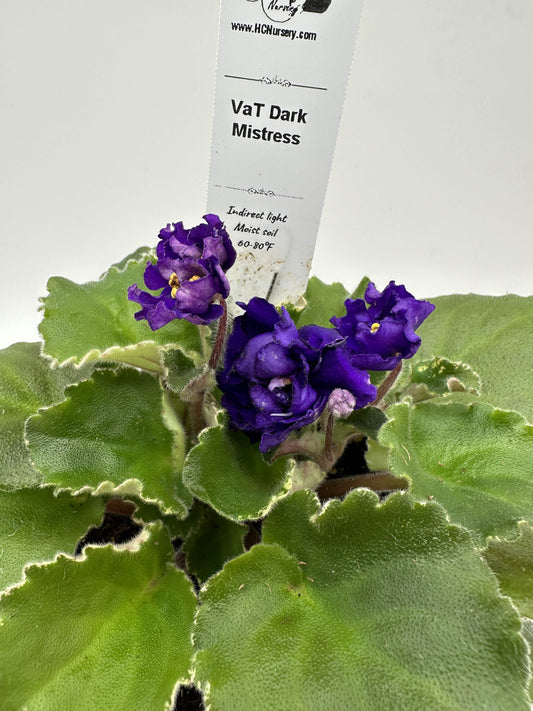 VaT Dark Mistress - Live African Violet 4"