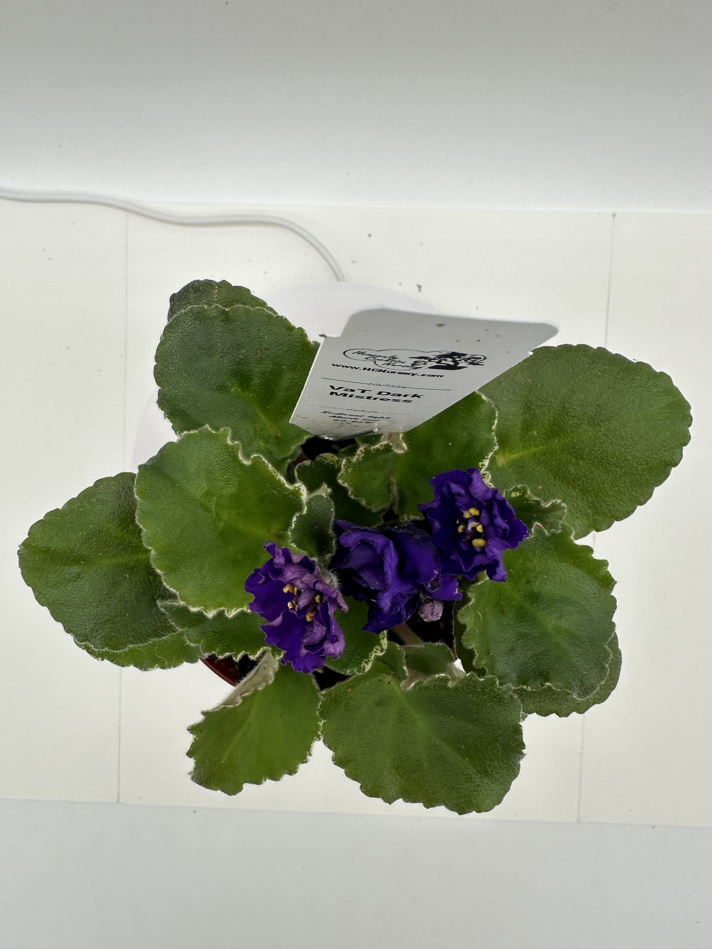 VaT Dark Mistress - Live African Violet 4"