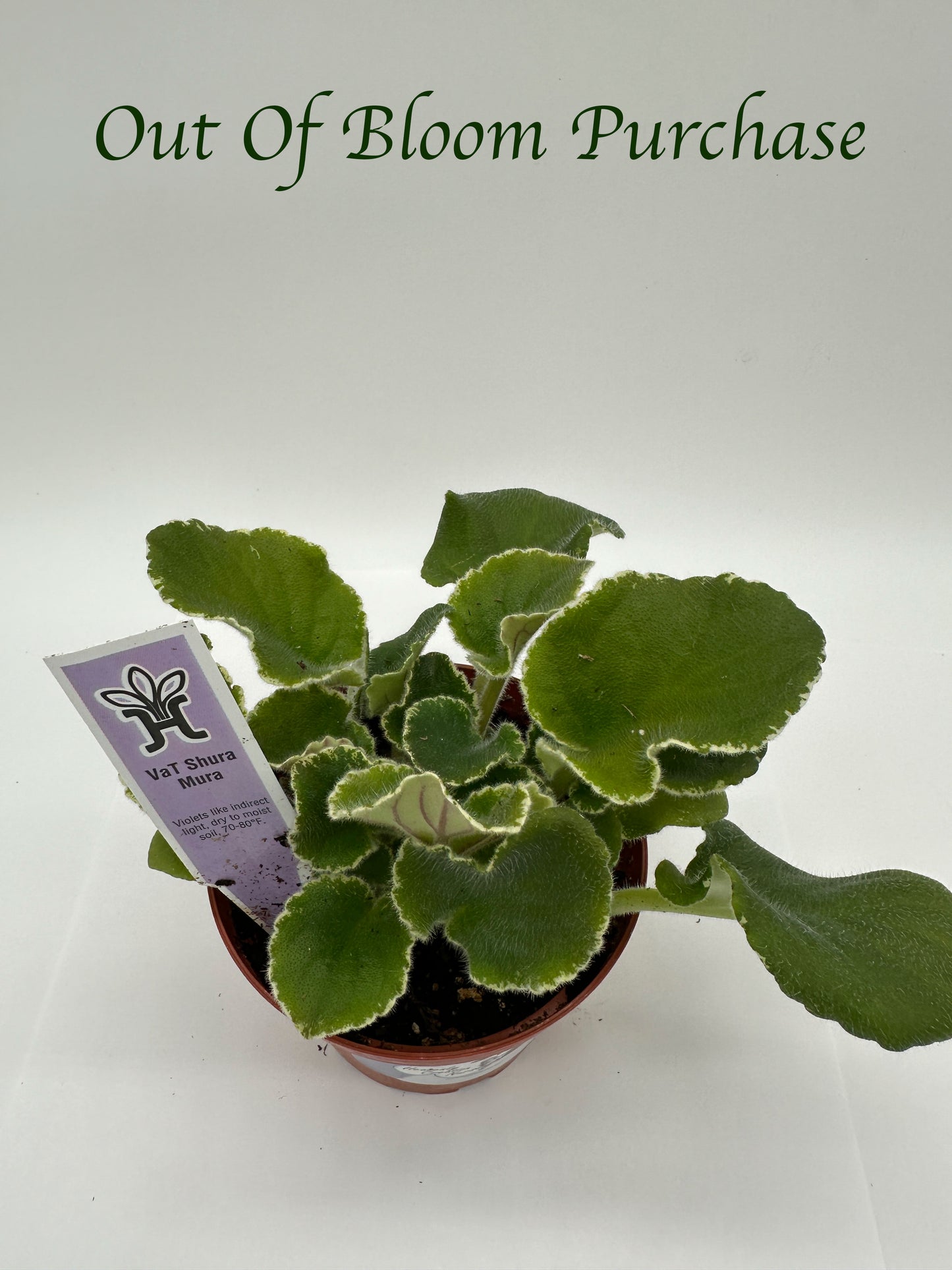 VaT Shura Mura Pink - Live African Violet 4"