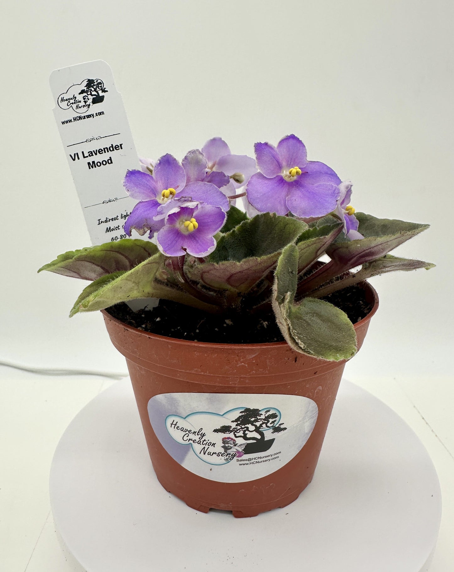 VI Lavender Mood - Live African Violet 4"
