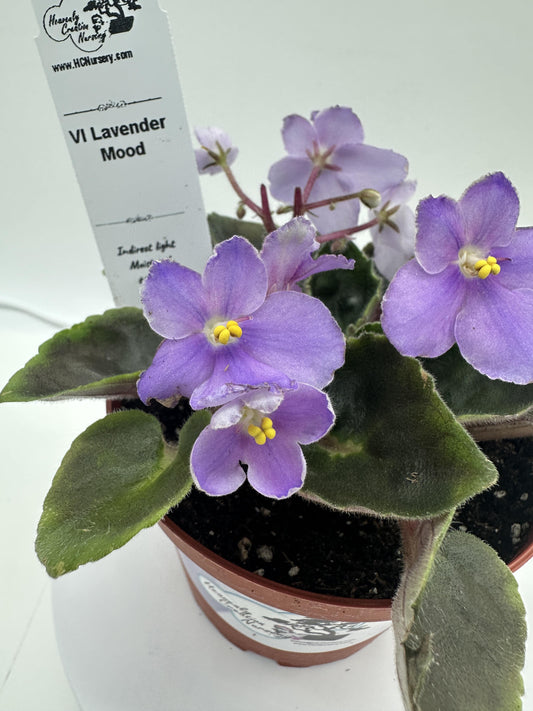 VI Lavender Mood - Live African Violet 4"
