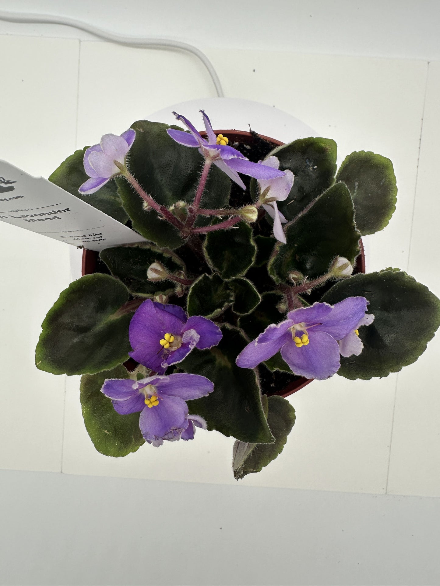 VI Lavender Mood - Live African Violet 4"