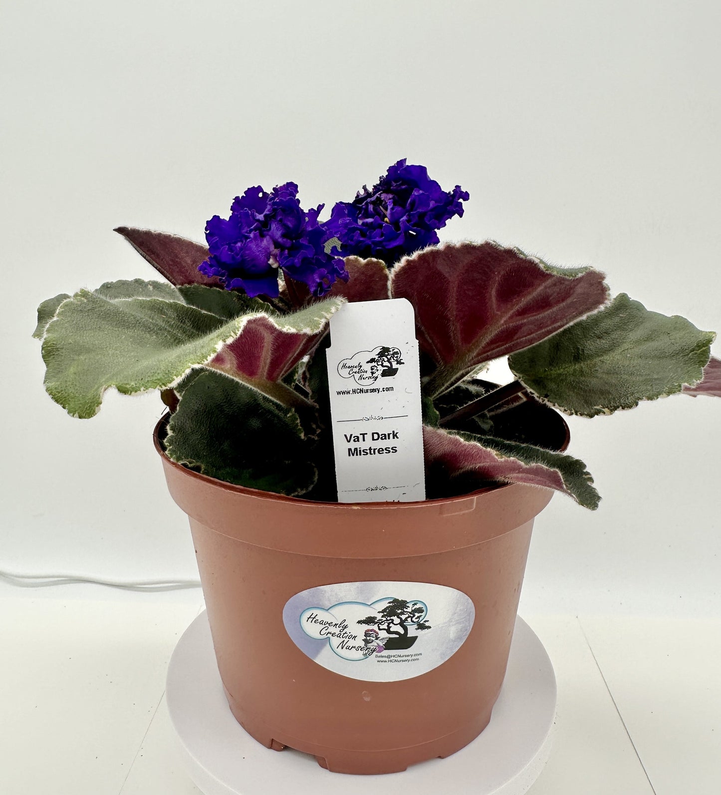 VaT Dark Mistress Purple - Live African Violet 6"