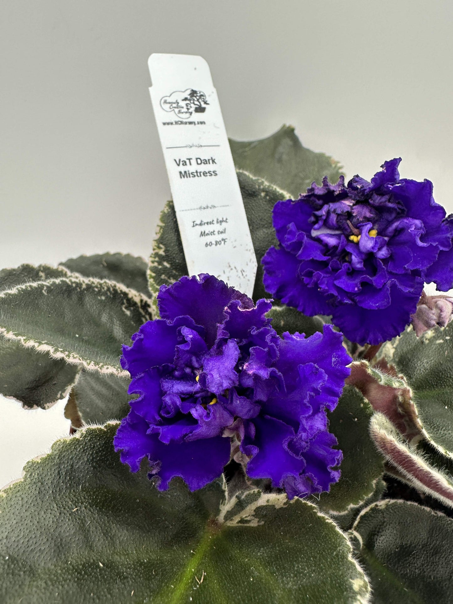 VaT Dark Mistress Purple - Live African Violet 6"