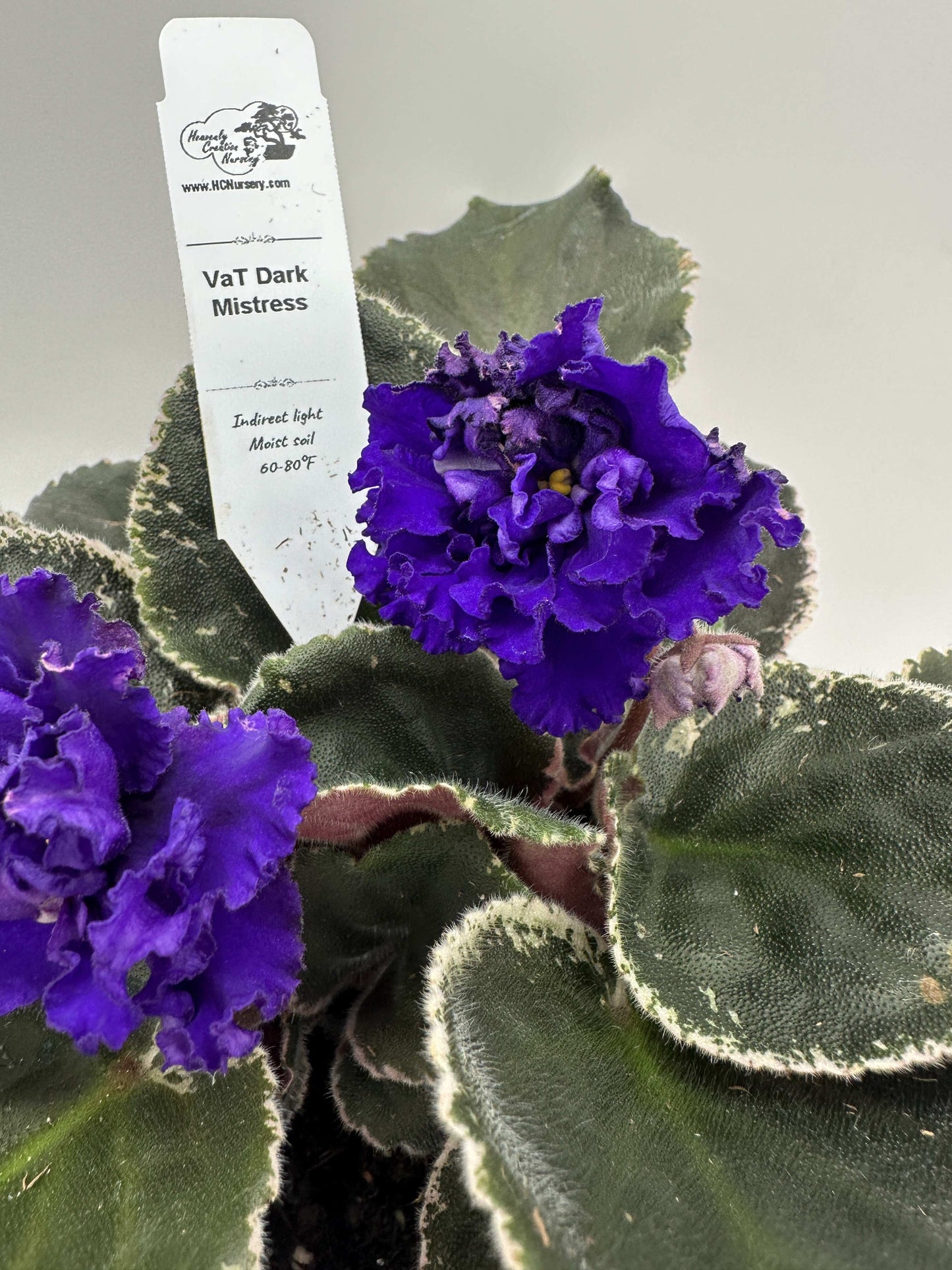 VaT Dark Mistress Purple - Live African Violet 6"