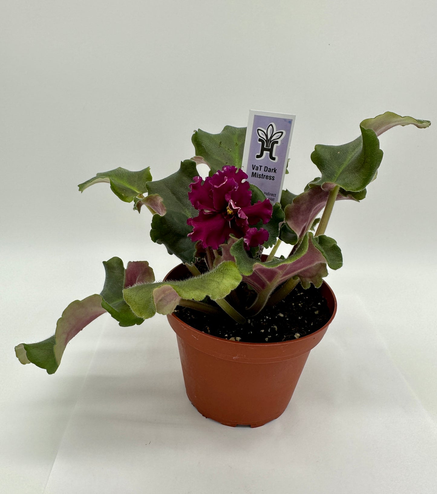 VaT Dark Mistress Maroon - Live African Violet 4"