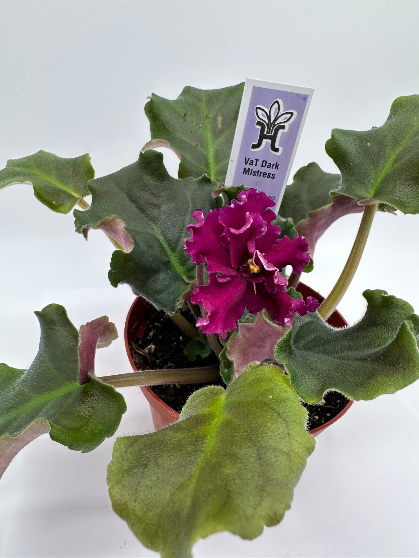 VaT Dark Mistress Maroon - Live African Violet 4"