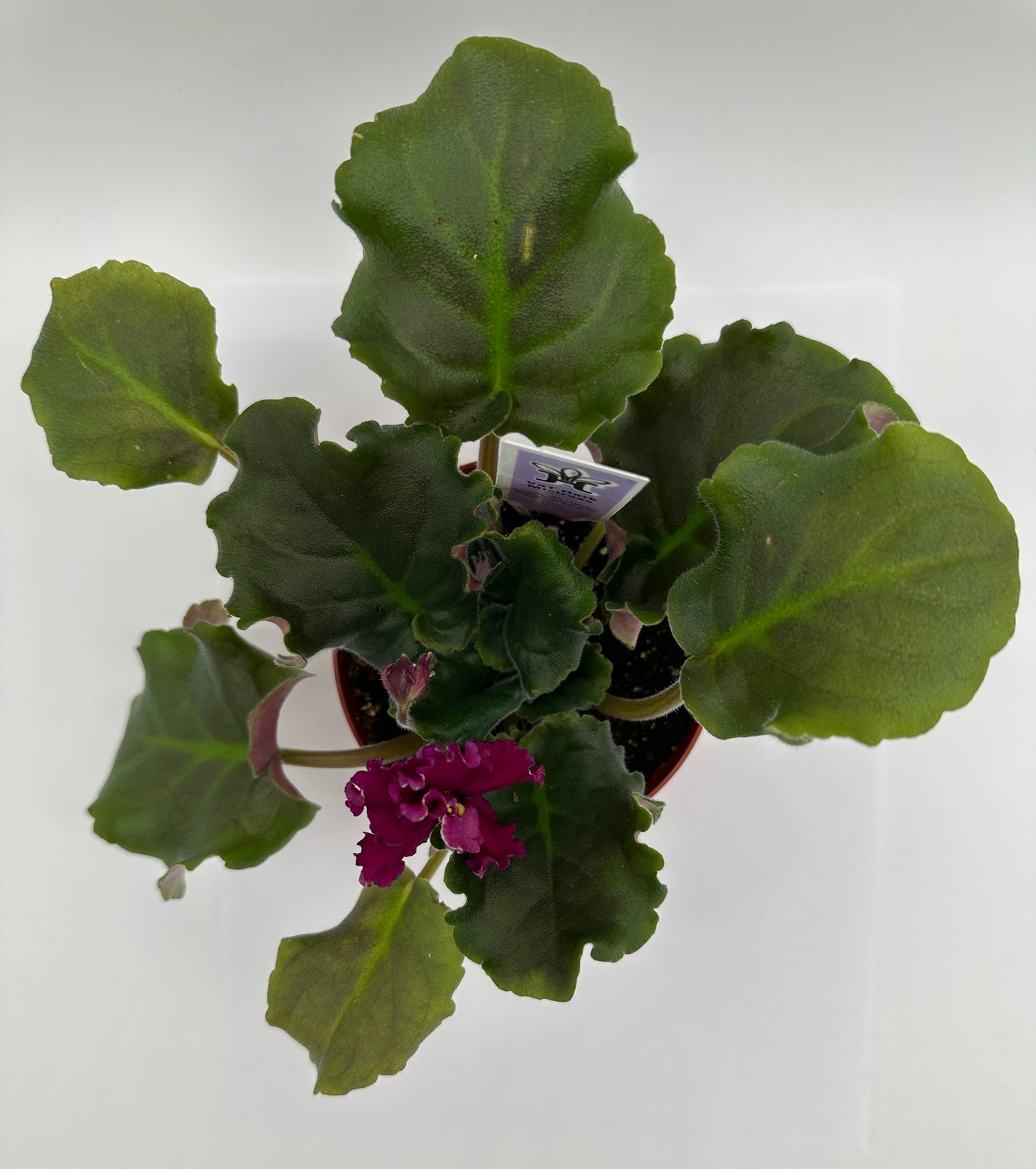 VaT Dark Mistress Maroon - Live African Violet 4"