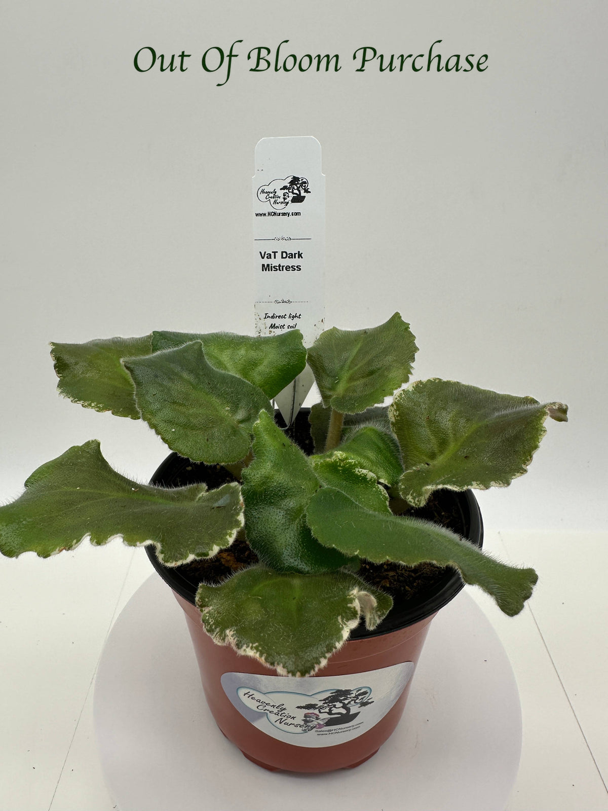 VaT Dark Mistress - Live African Violet 4"