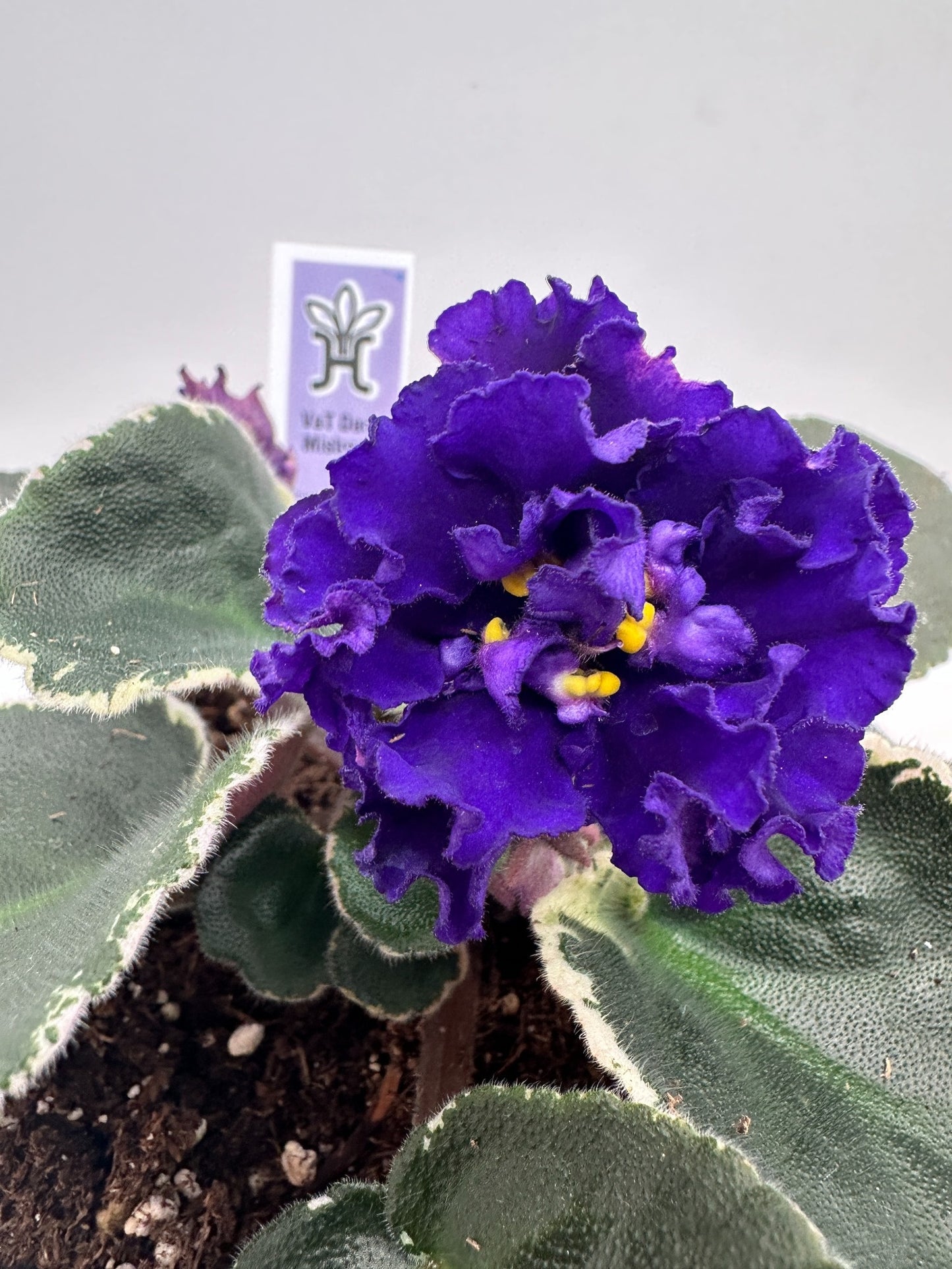VaT Dark Mistress Purple - Live African Violet 4"