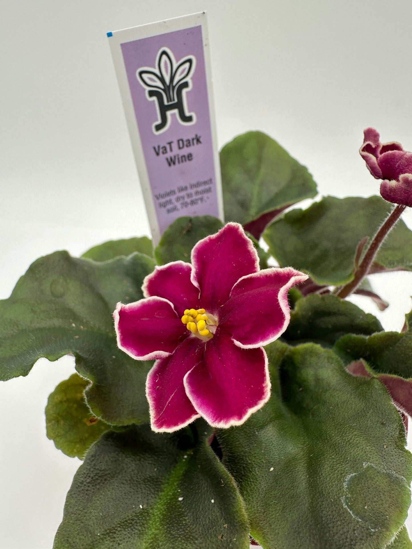 VaT Dark Wine - Live African Violet 4"