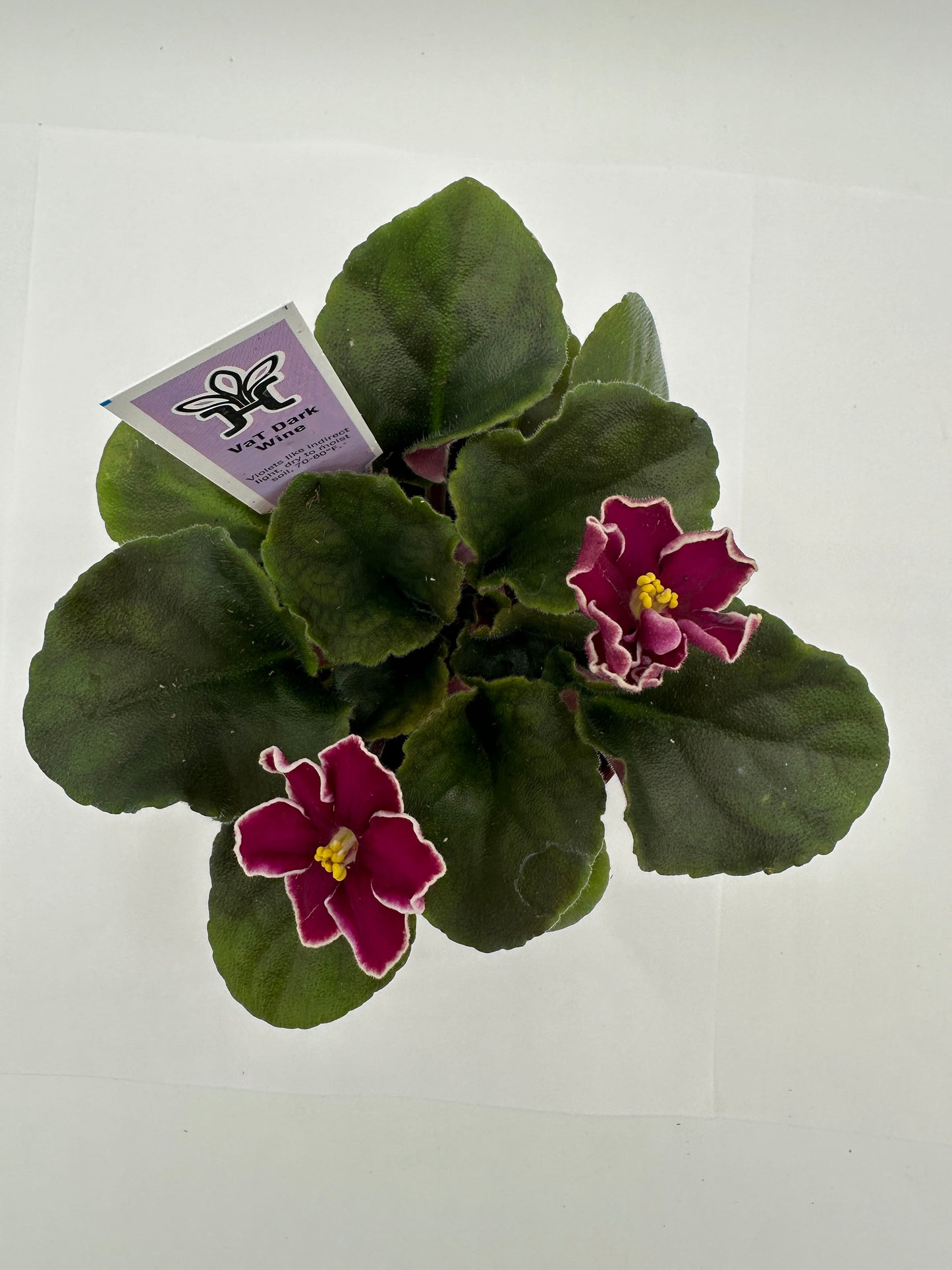 VaT Dark Wine - Live African Violet 4"