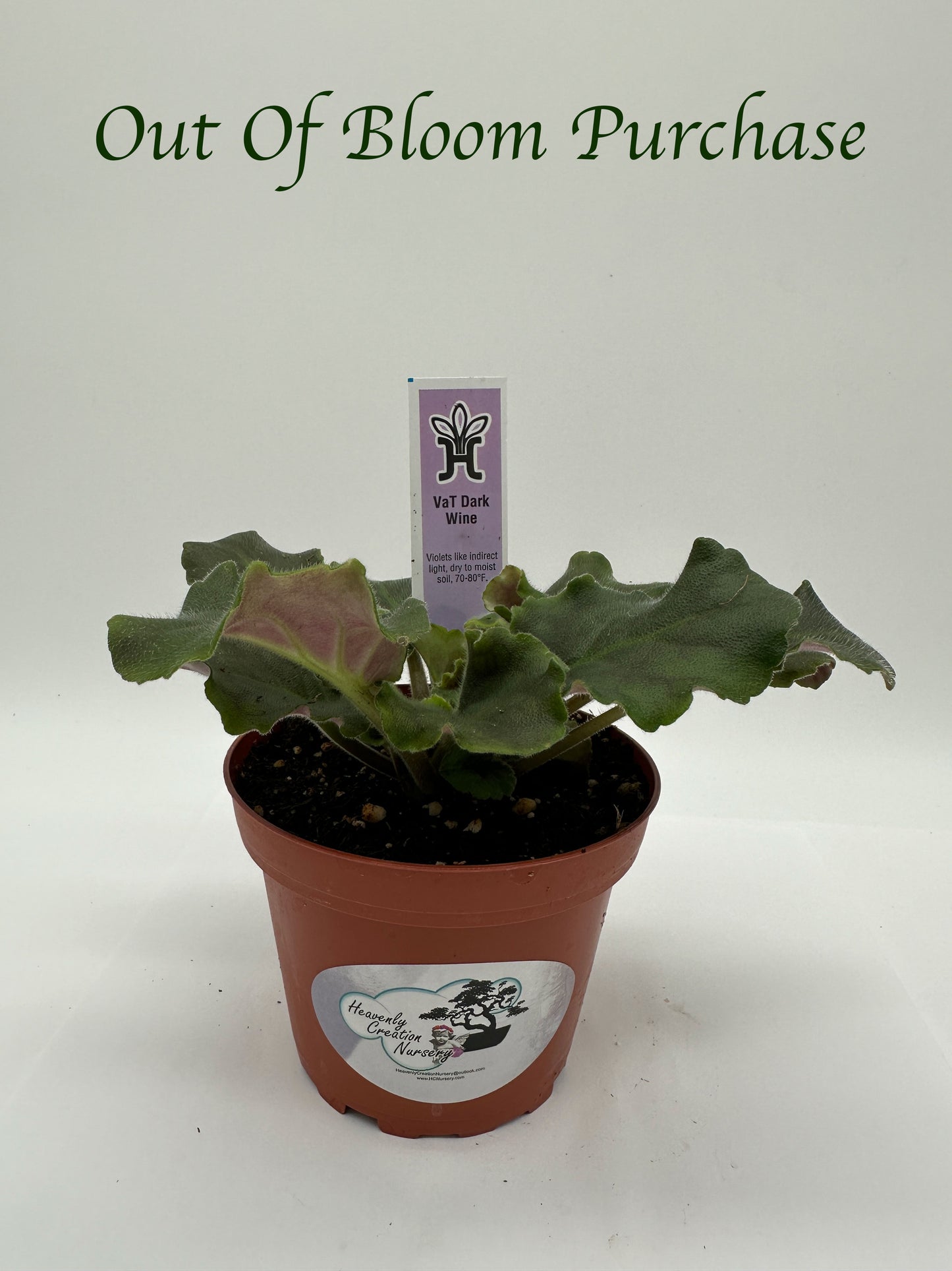 VaT Dark Wine - Live African Violet 4"