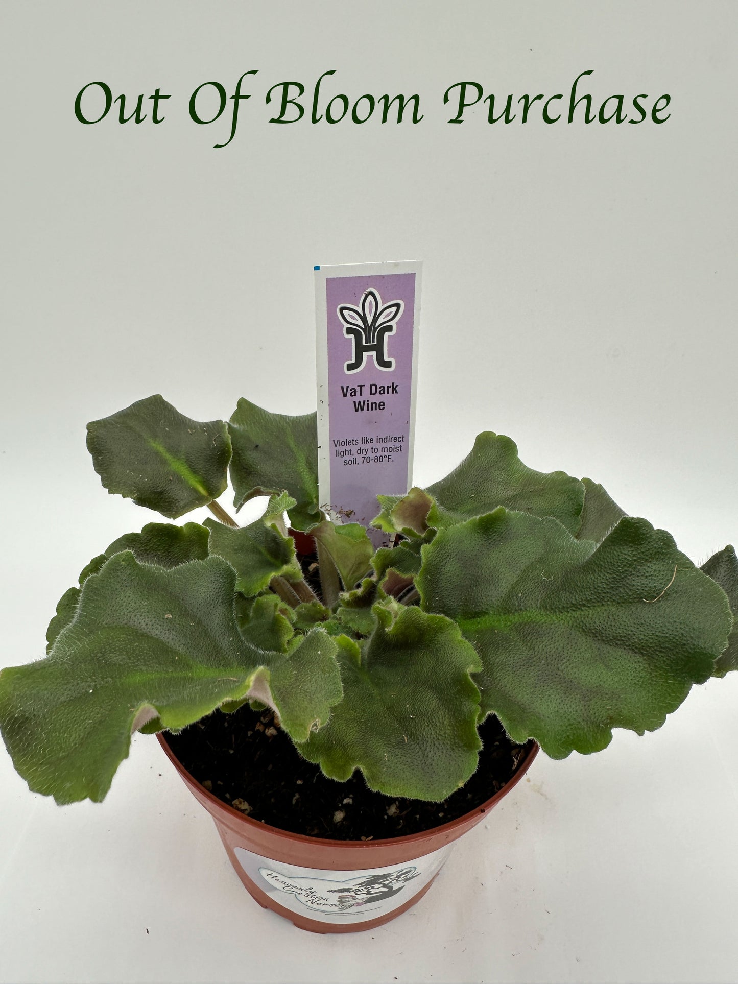 VaT Dark Wine - Live African Violet 4"