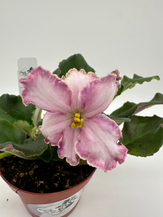 VaT Dark Wine - Pink Hybrid - Live African Violet 4"
