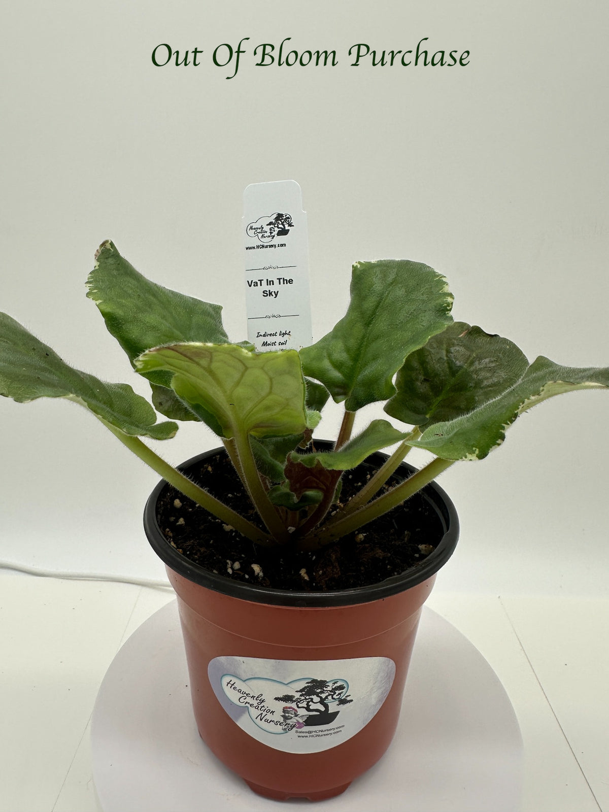 VaT In The Sky - Live African Violet 4"