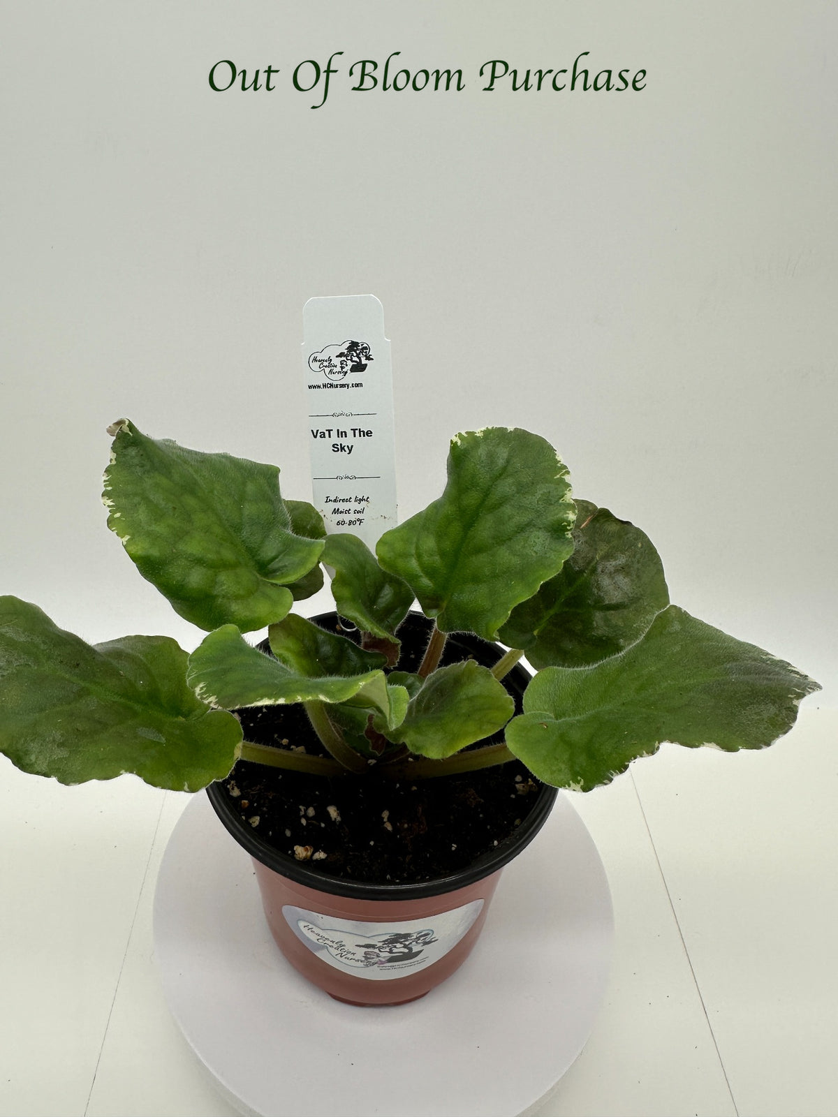VaT In The Sky - Live African Violet 4"