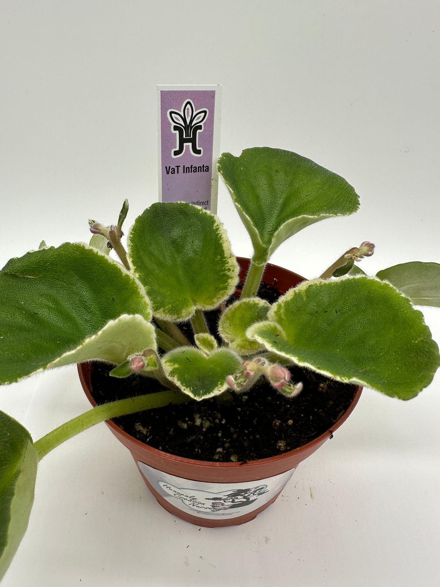 VaT Infanta - Live African Violet 4"