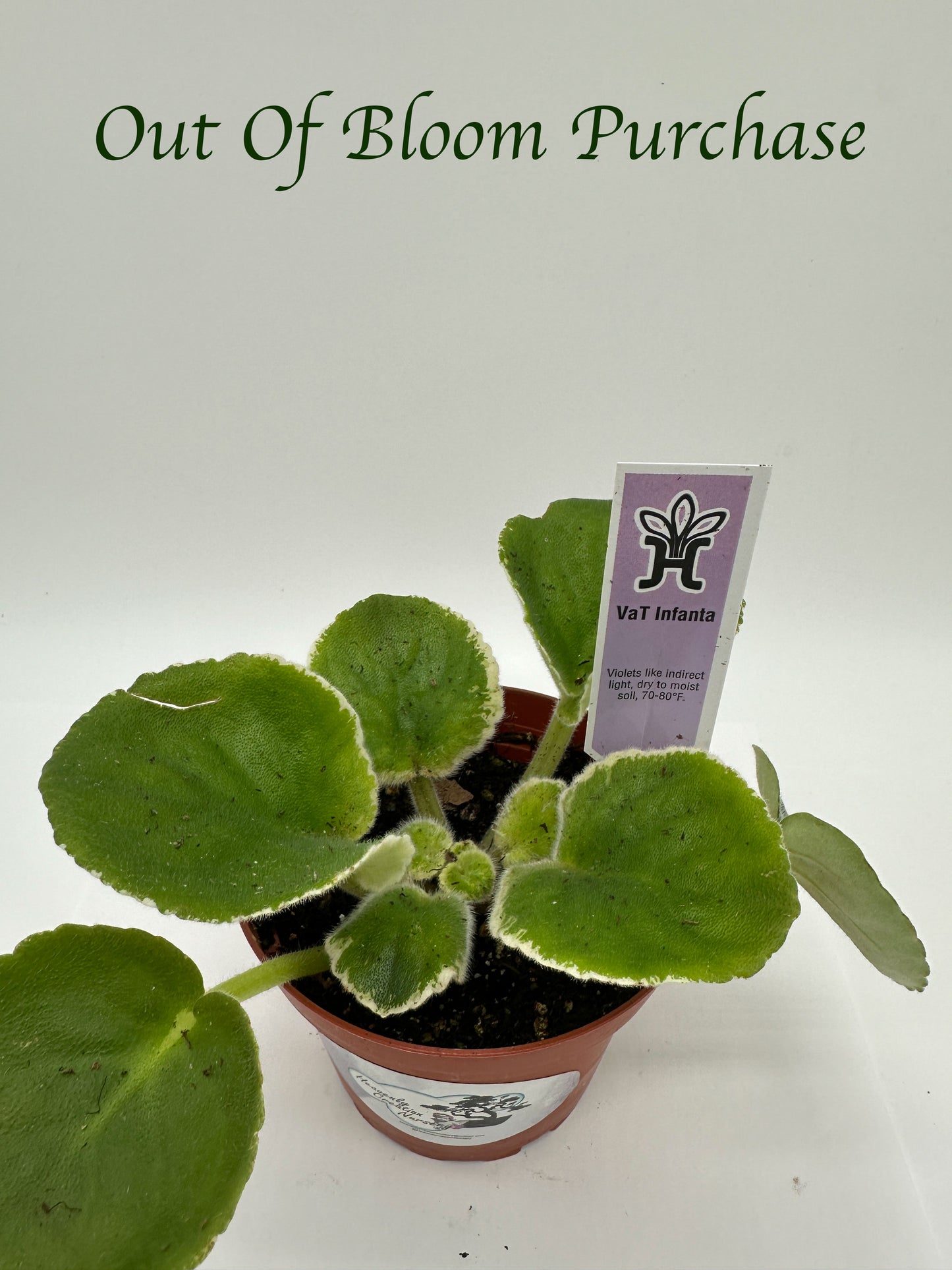 VaT Infanta - Live African Violet 4"