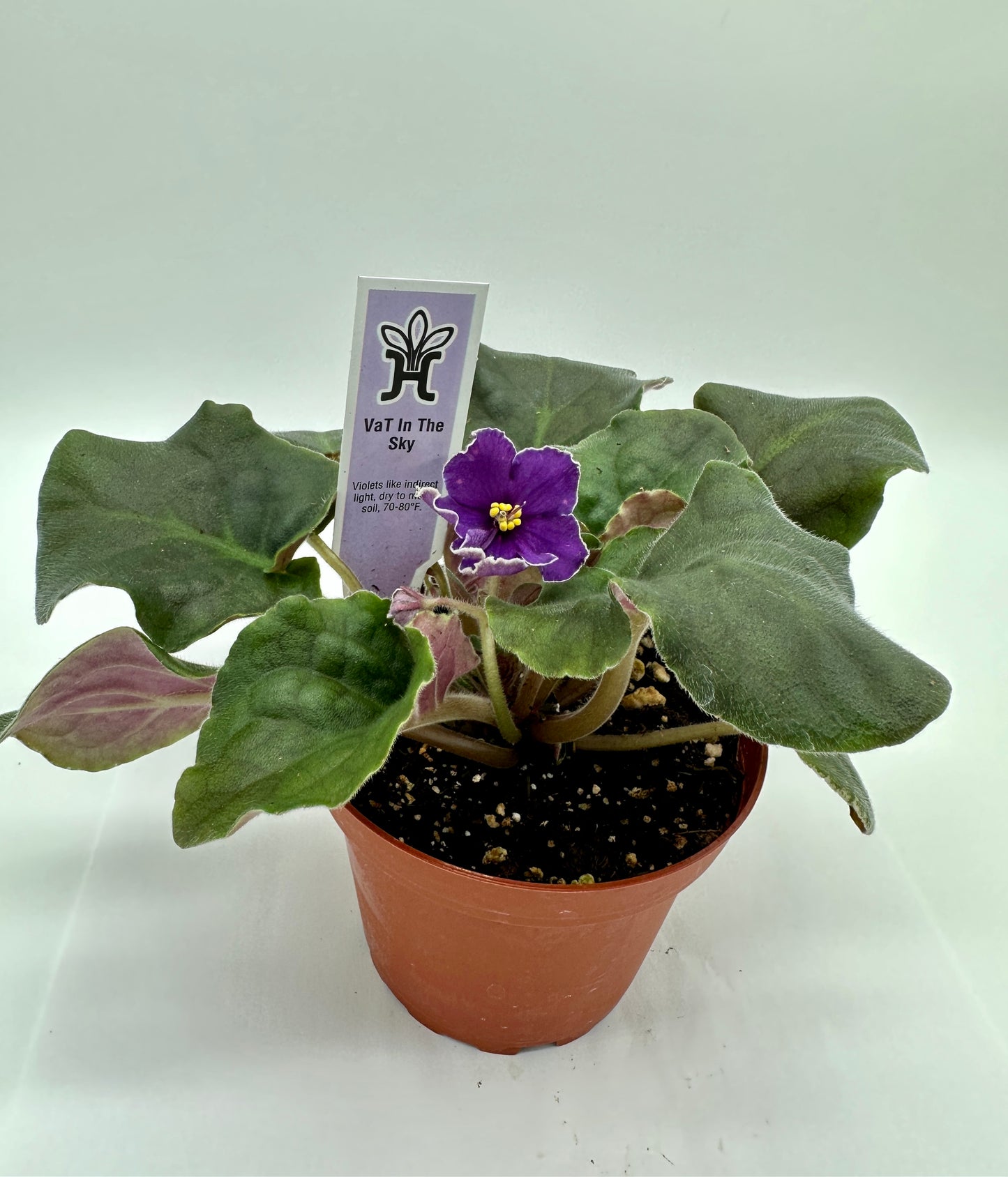 VaT In The Sky - Live African Violet 4"