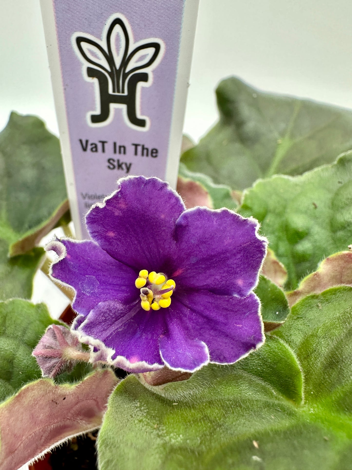 VaT In The Sky - Live African Violet 4"