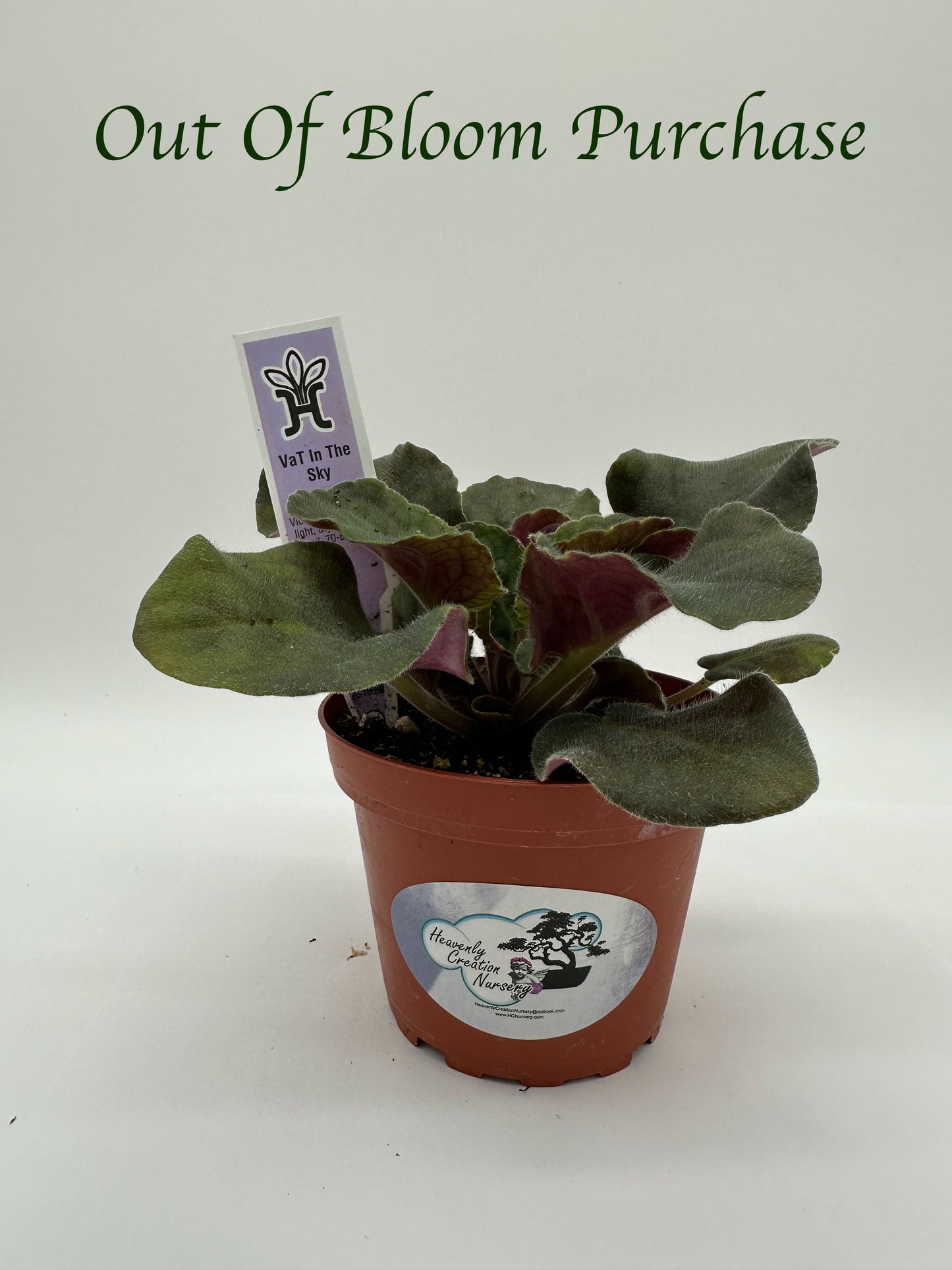 VaT In The Sky - Live African Violet 4"