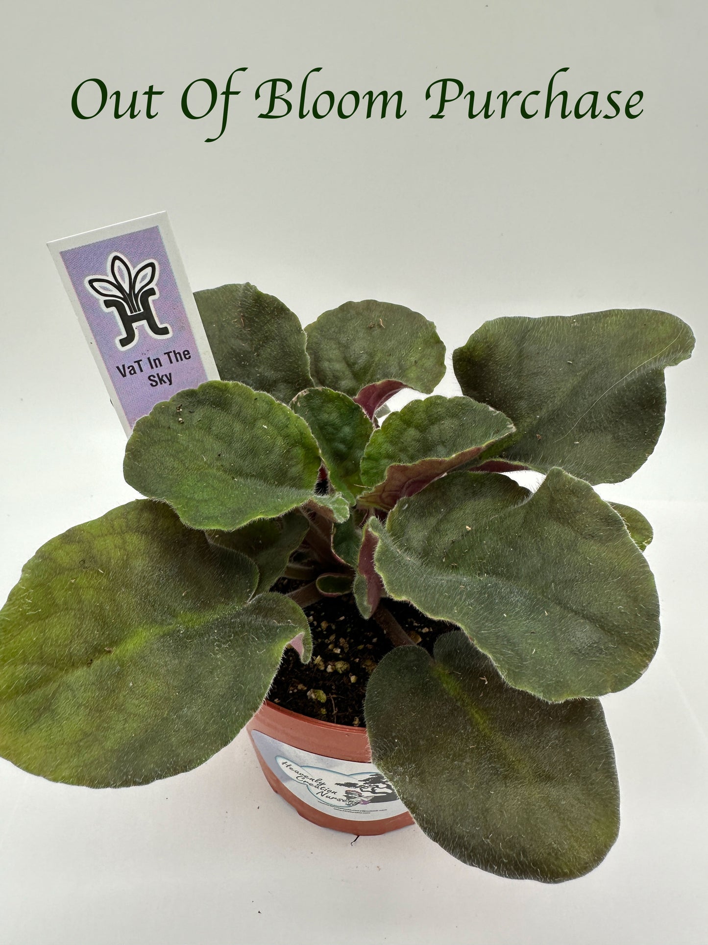 VaT In The Sky - Live African Violet 4"