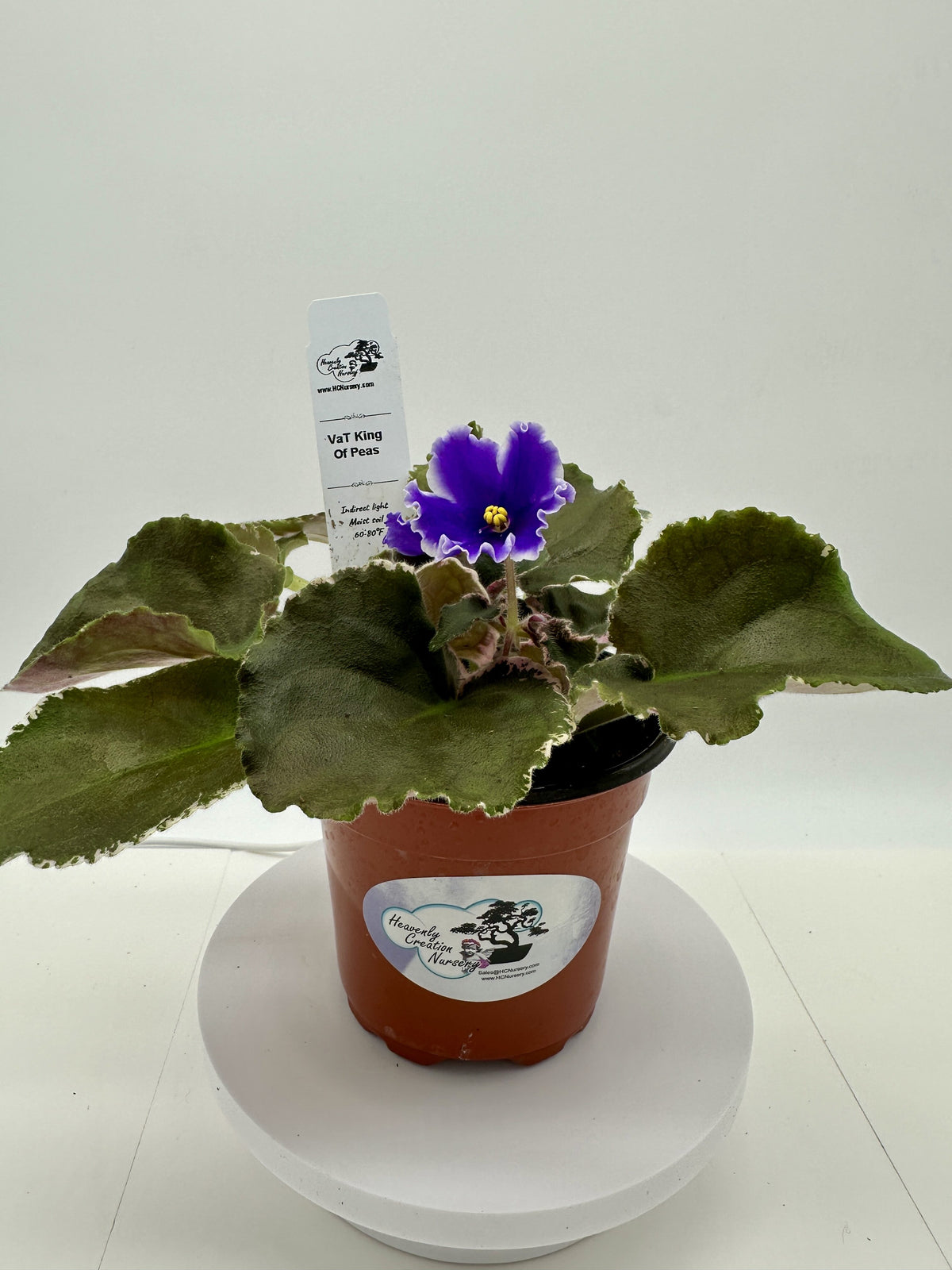 VaT King of Peas - Live African Violet 4"