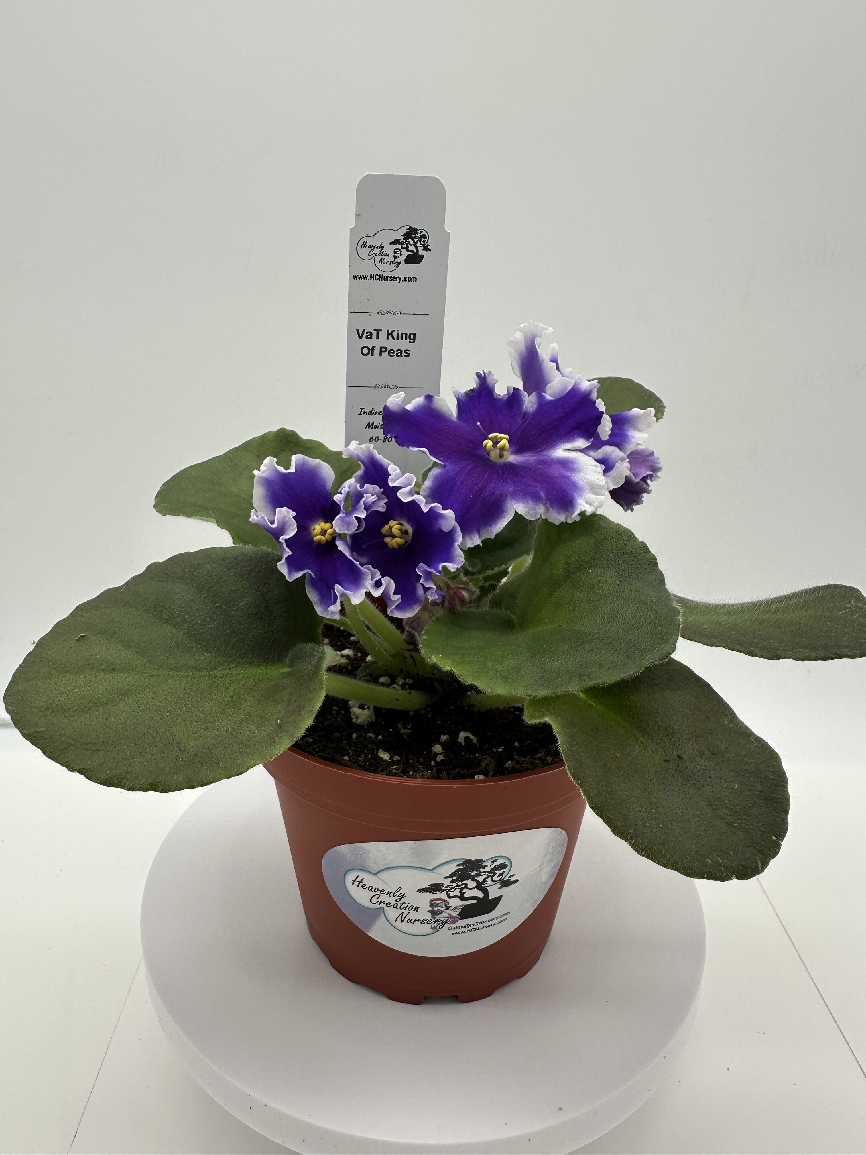 VaT King of Peas - Live African Violet 4