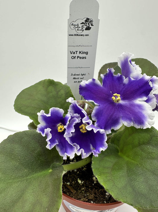 VaT King of Peas - Live African Violet 4"