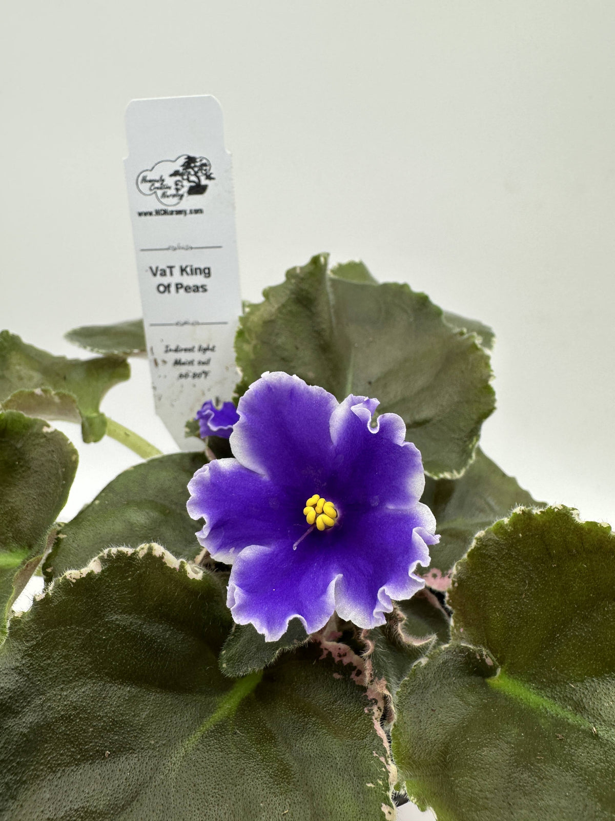 VaT King of Peas - Live African Violet 4"