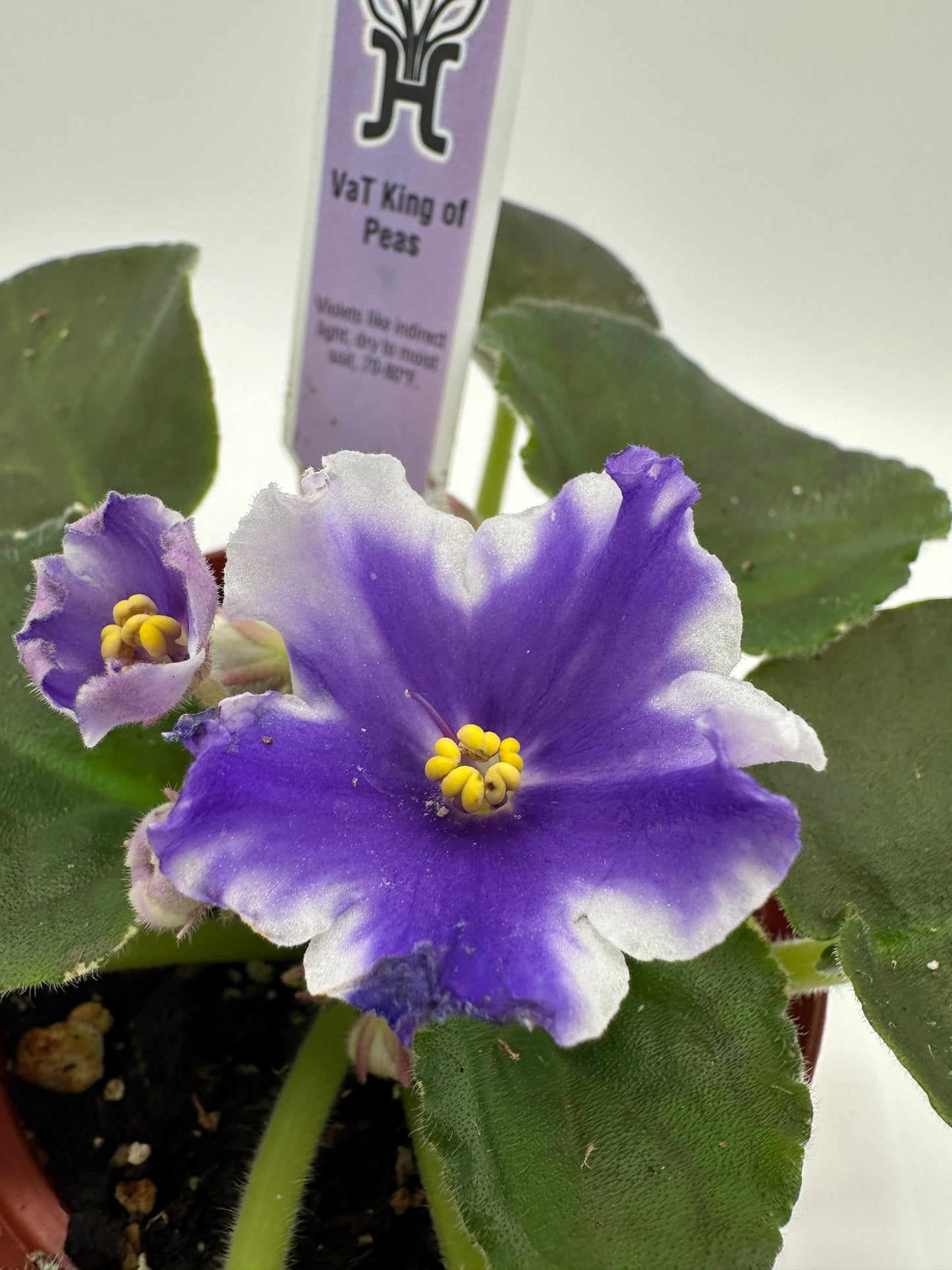 VaT King of Peas - Live African Violet 4"