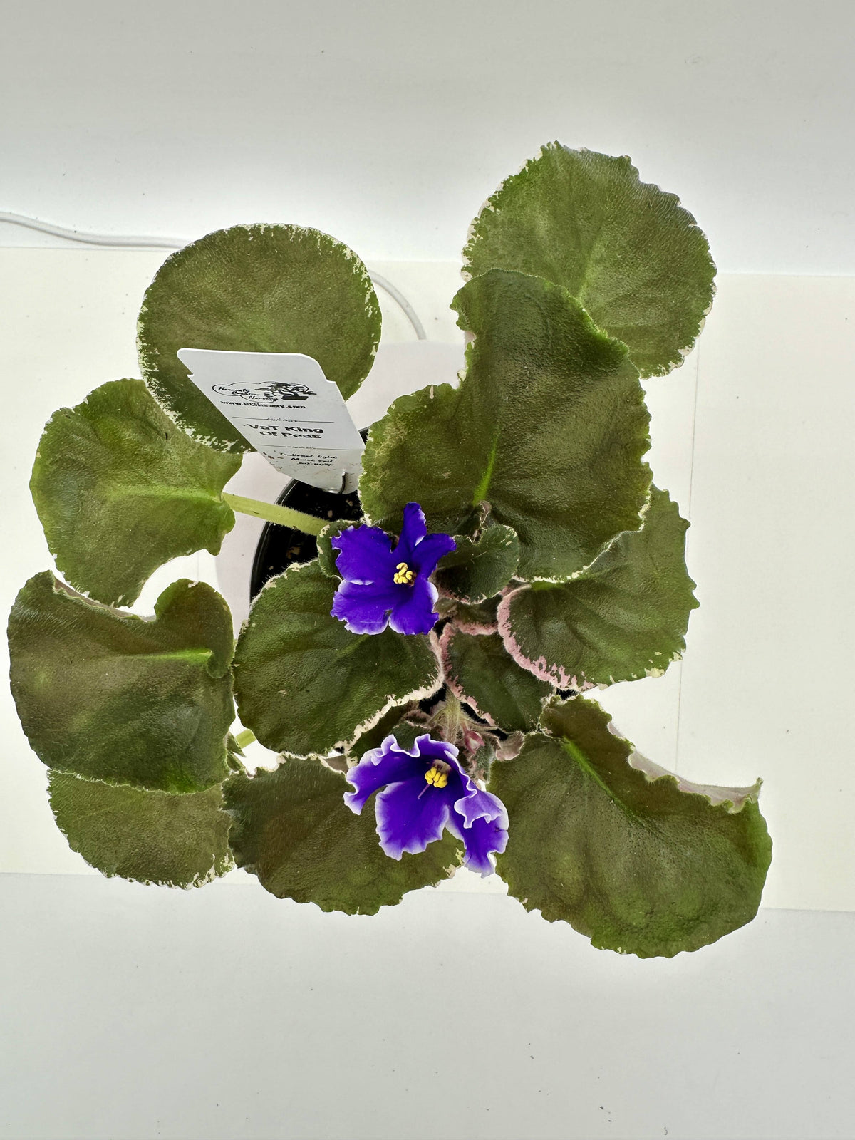 VaT King of Peas - Live African Violet 4"